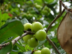 Byrsonima bucidifolia