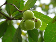 Byrsonima bucidifolia