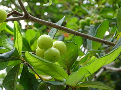 Byrsonima bucidifolia
