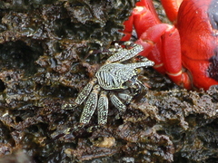 Grapsus tenuicrustatus