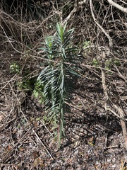 Euphorbia lathyris