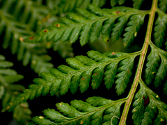 Calochlaena dubia
