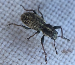 Andrion regensteinense