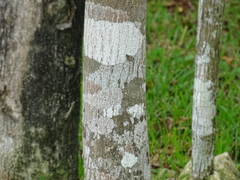 Lonchocarpus