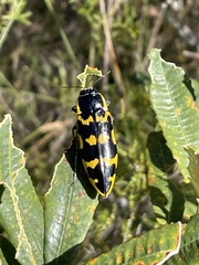 Cyrioides imperialis