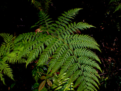 Calochlaena dubia