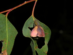 Apiomorpha spinifer