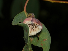 Apiomorpha spinifer