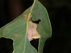 Apiomorpha spinifer