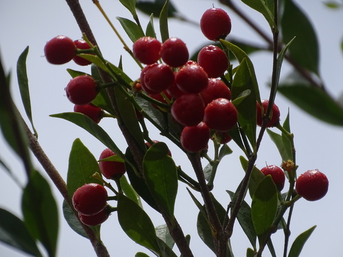 Bunchosia swartziana, photograph 6