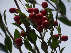Bunchosia swartziana, photograph (c) Alexis López Hernández, some rights reserved (CC BY)