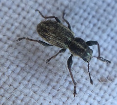 Andrion regensteinense