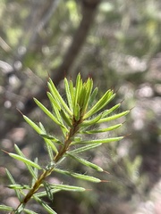Pultenaea aristata