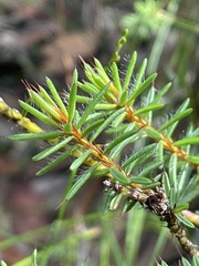 Pultenaea aristata