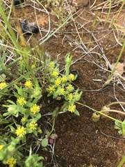 Triptilodiscus pygmaeus