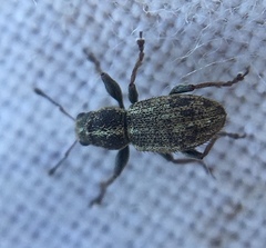 Andrion regensteinense