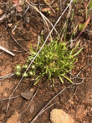 Isoetopsis graminifolia