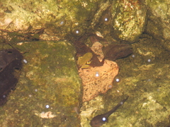 Zhangixalus omeimontis