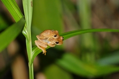 Dendropsophus phlebodes