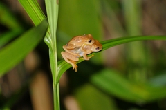 Dendropsophus phlebodes