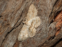 Didymoctenia exsuperata