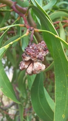 Dasineura glomerata