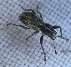 Andrion regensteinense