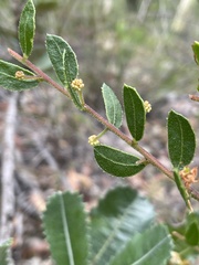 Acacia hispidula
