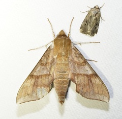 Darapsa choerilus