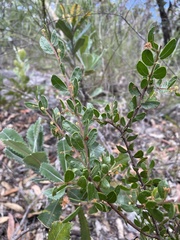 Acacia hispidula