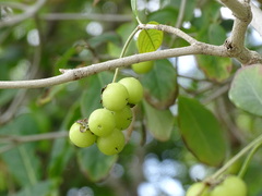 Byrsonima bucidifolia