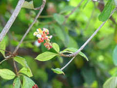 Byrsonima bucidifolia