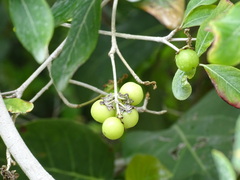 Byrsonima bucidifolia