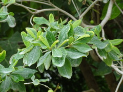 Byrsonima bucidifolia