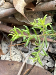 Persoonia hirsuta