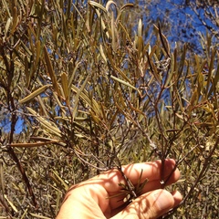 Ornithostaphylos oppositifolia
