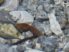 Leptobrachium boringii