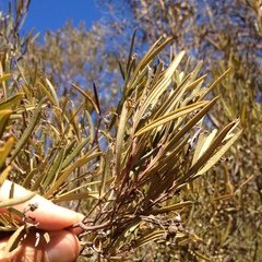 Ornithostaphylos oppositifolia