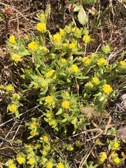 Triptilodiscus pygmaeus