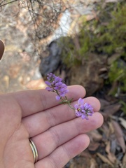 Comesperma virgatum
