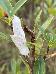 Spilosoma congrua