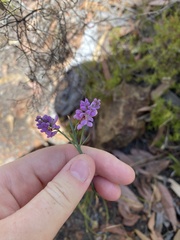 Comesperma virgatum