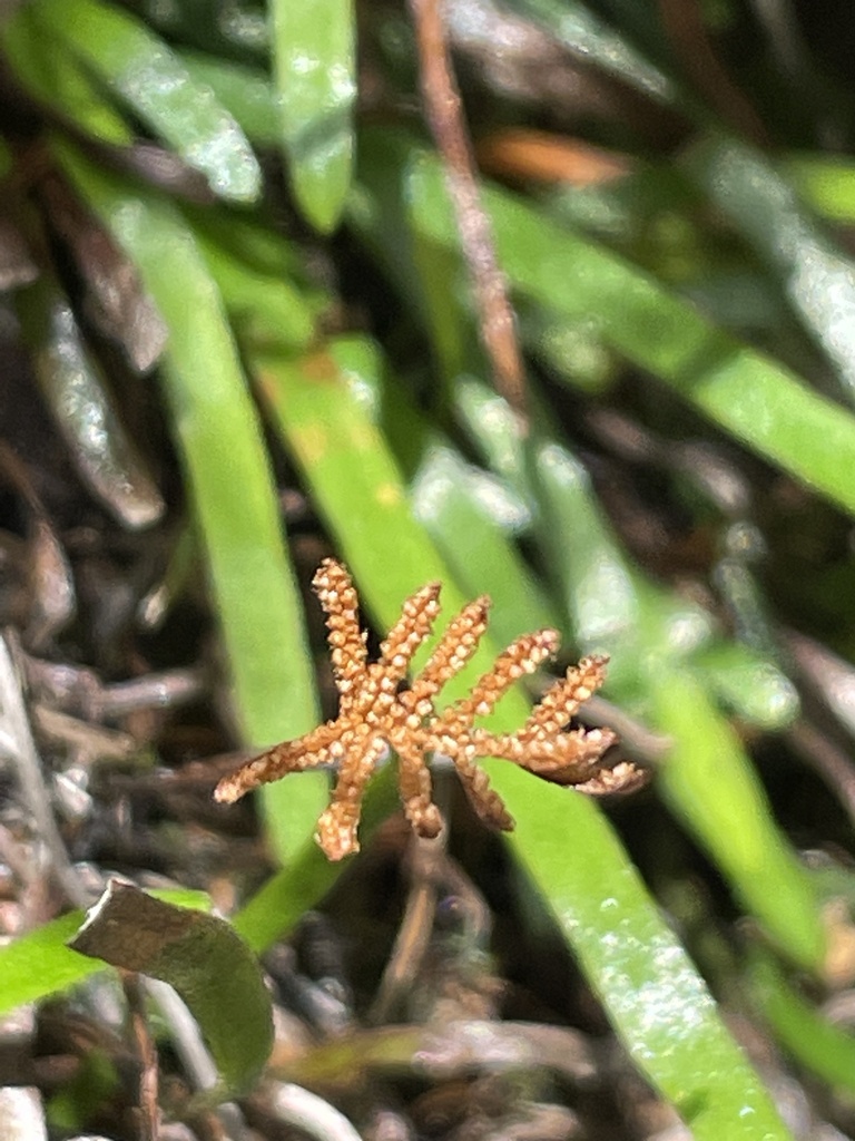Grass Fern