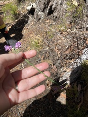 Comesperma virgatum