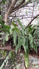 Microsorum punctatum