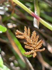 Schizaea rupestris