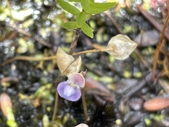 Utricularia uliginosa