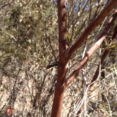 Ornithostaphylos oppositifolia