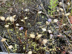 Utricularia uliginosa