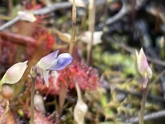 Utricularia uliginosa